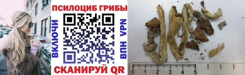KRAKEN как зайти  Малмыж  Псилоцибиновые грибы Psilocybe 